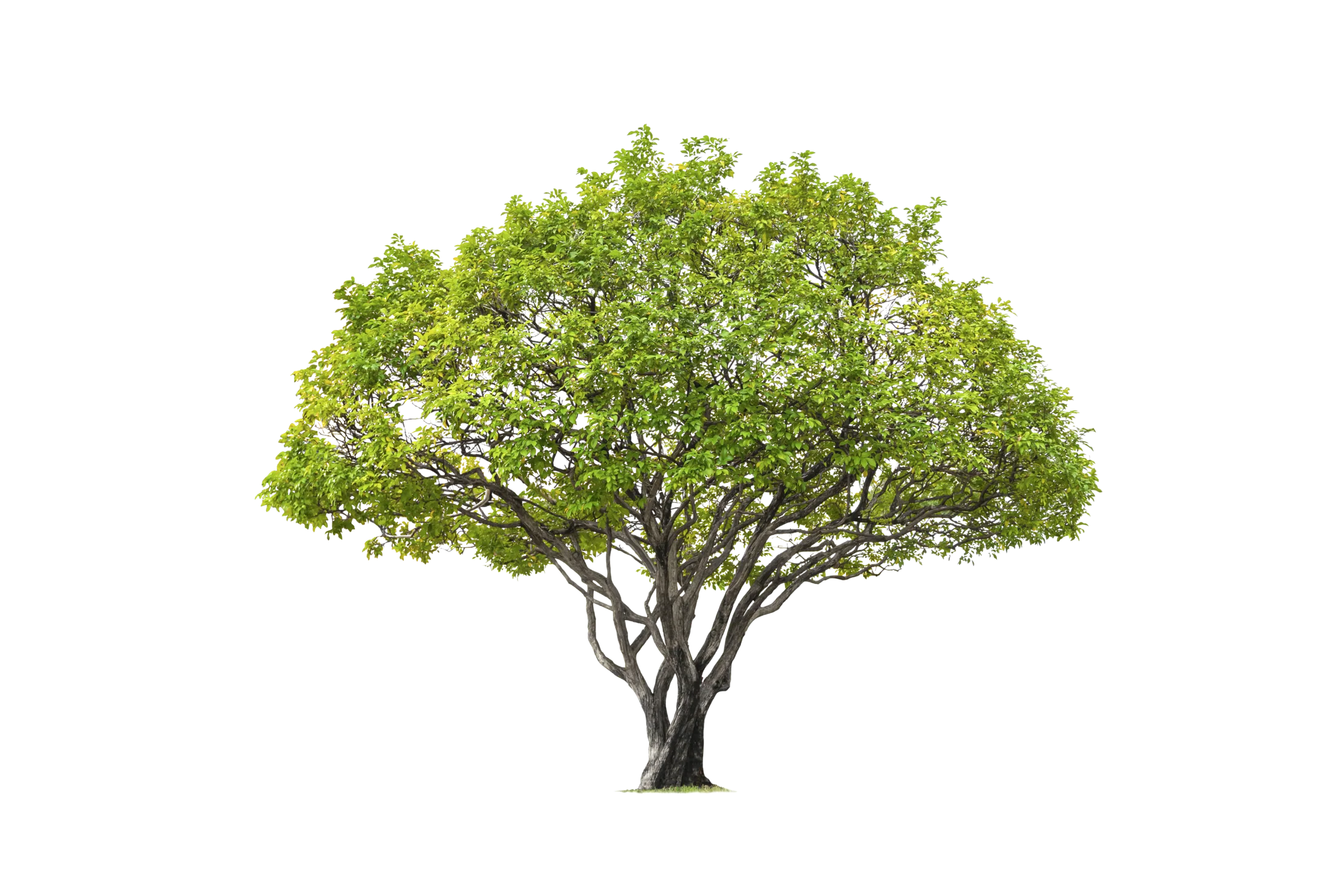 Albero verde